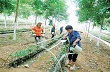 Thí điểm cho hộ nông dân góp vốn bằng quyền sử dụng đất nông nghiệp